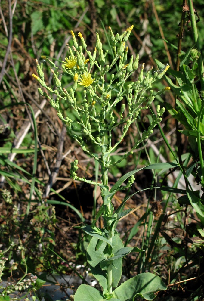 Изображение особи Lactuca sativa.