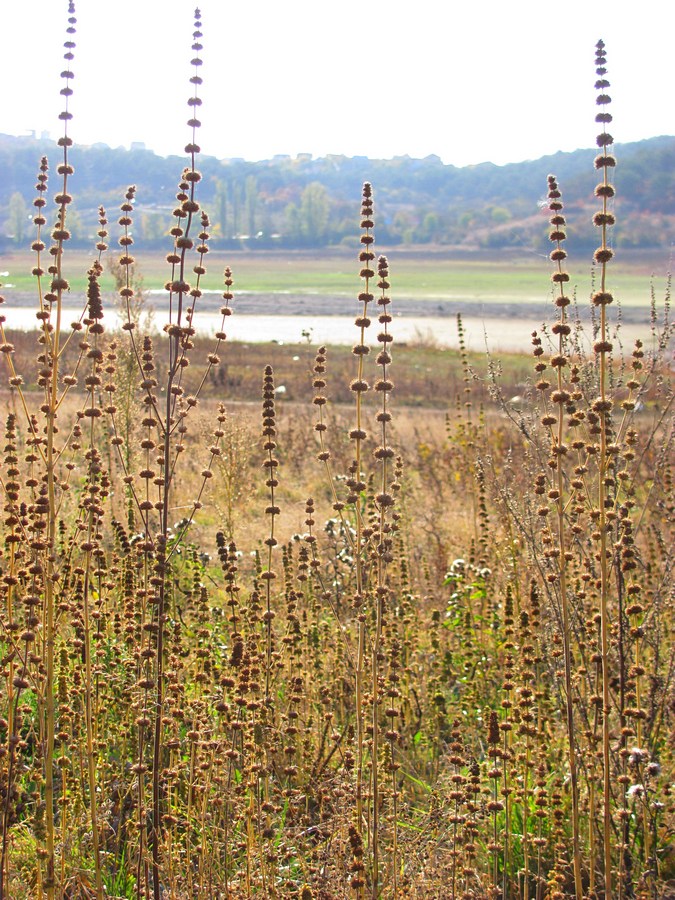 Image of Chaiturus marrubiastrum specimen.