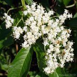 Sambucus nigra. Соцветие. Ростовская обл., Неклиновский р-н, Николаевское с/п, дол. р. Миус. 21.07.2012.