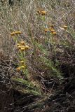 Tanacetum achilleifolium. Цветущее растение. Крым, степь в окр. мыса Лукулл. 30 июня 2012 г.