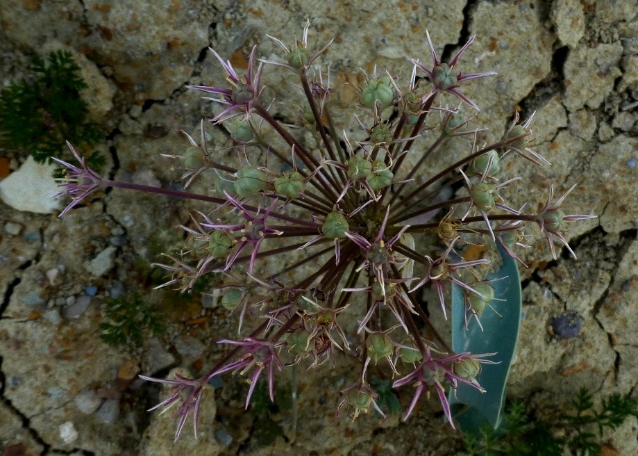 Изображение особи Allium materculae.