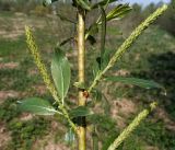 Salix hexandra
