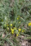 Astragalus anisomerus