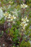 Pedicularis lapponica. Цветущие растения. Кольский п-ов, Хибины, подножие у южного склона массива Кукисвумчорр. 18.06.2013.