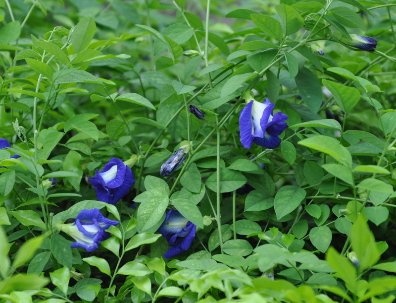 Изображение особи Clitoria ternatea.