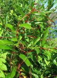 Cuscuta lupuliformis