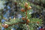 Picea pungens