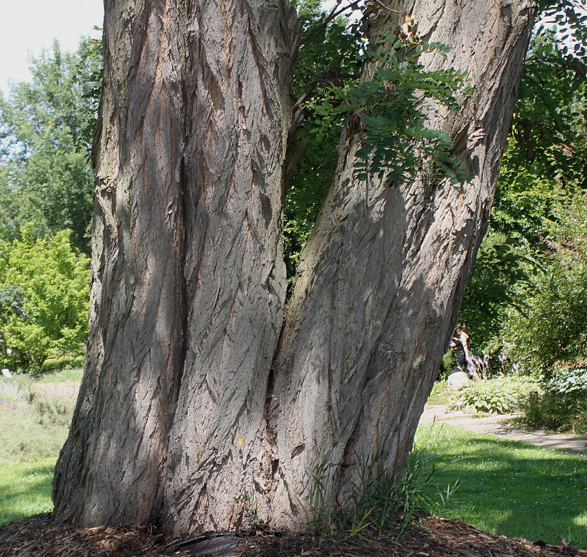 Изображение особи Robinia pseudoacacia.