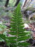 Gymnocarpium robertianum. Нижняя часть листа с сорусами. Крымский природный заповедник, северо-восточный склон Бабуган-Яйлы. 18.07.2009.