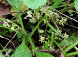 Hydrocotyle vulgaris