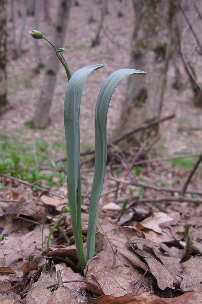 Изображение особи Galanthus alpinus.