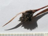 Luzula stenophylla