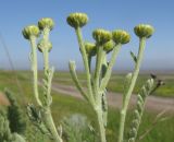 Tanacetum achilleifolium