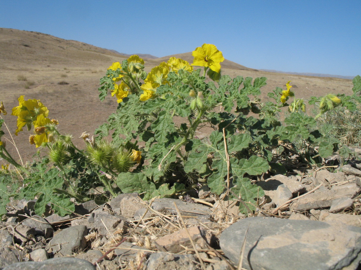 Изображение особи Solanum cornutum.