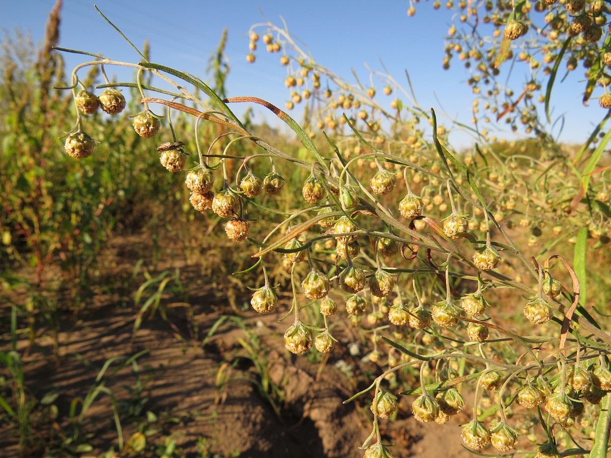 Изображение особи Artemisia sieversiana.