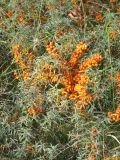 Hippophae rhamnoides