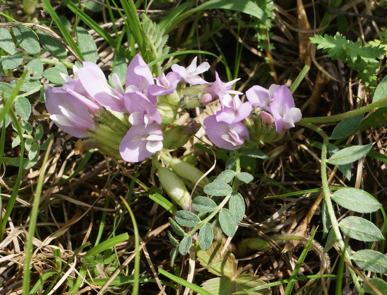 Изображение особи Astragalus megalanthus.