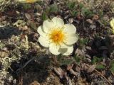 Dryas ajanensis