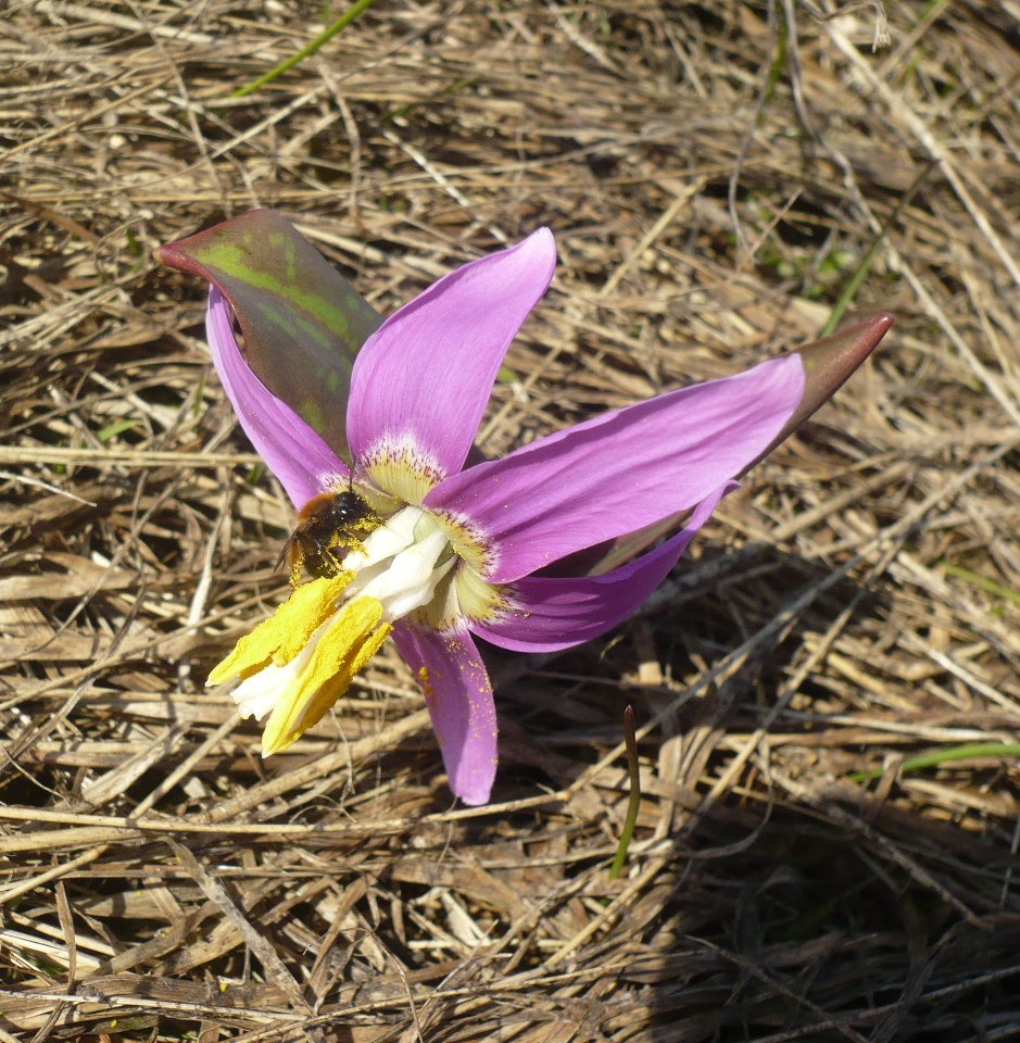 Изображение особи Erythronium sibiricum.