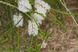 Melaleuca huegelii