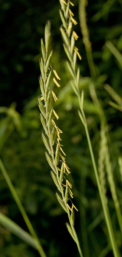 Изображение особи Elytrigia repens.