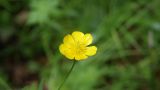 Ranunculus acris