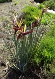 Strelitzia juncea