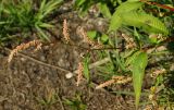 Persicaria lapathifolia