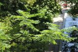 Gymnocladus dioicus. Ветвь. Южный берег Крыма, Никитский ботанический сад, в культуре. 22 июня 2016 г.