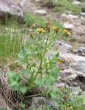 Senecio taraxacifolius. Цветущее растение. Кабардино-Балкария, Эльбрусский р-н, долина р. Ирикчат, ок. 2900 м н.у.м., каменистый склон. 06.08.2018.