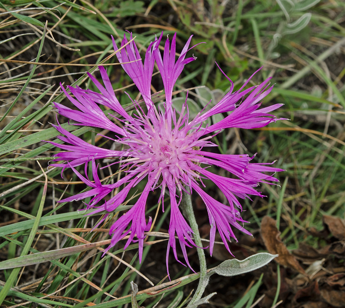 Изображение особи Psephellus sibiricus.