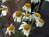 Pyrethrum corymbosum