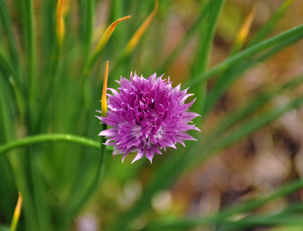 Изображение особи Allium schoenoprasum.