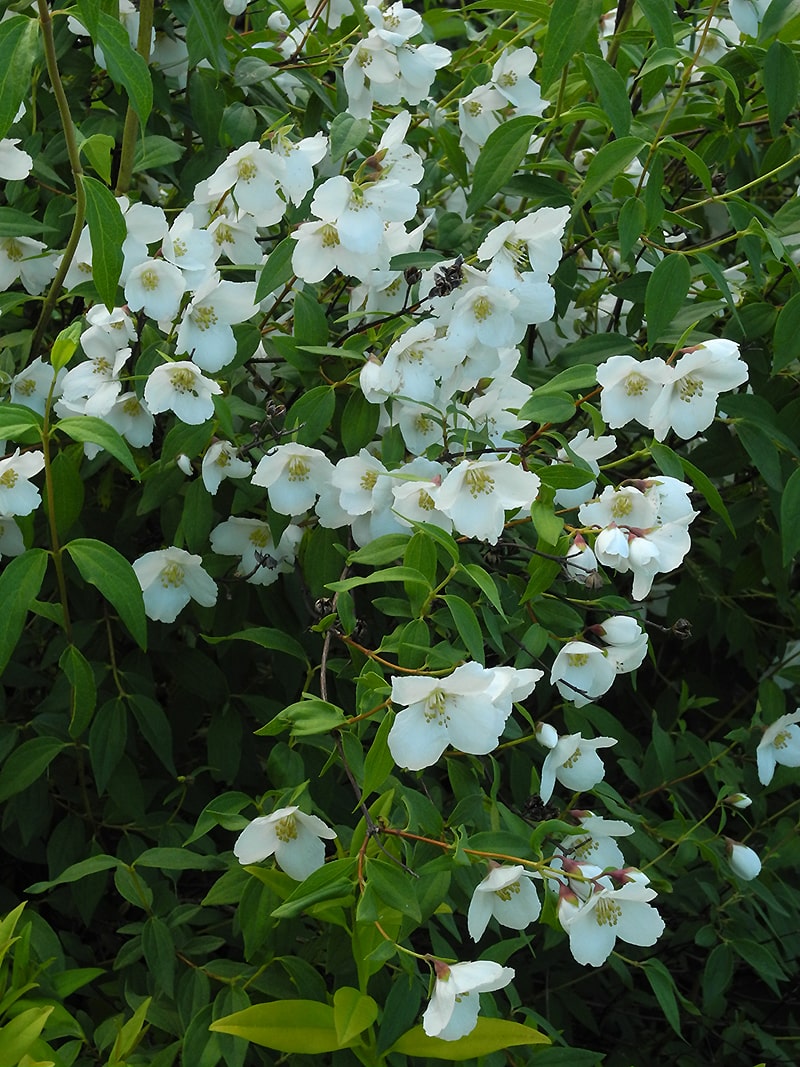 Изображение особи Philadelphus &times; lemoinei.