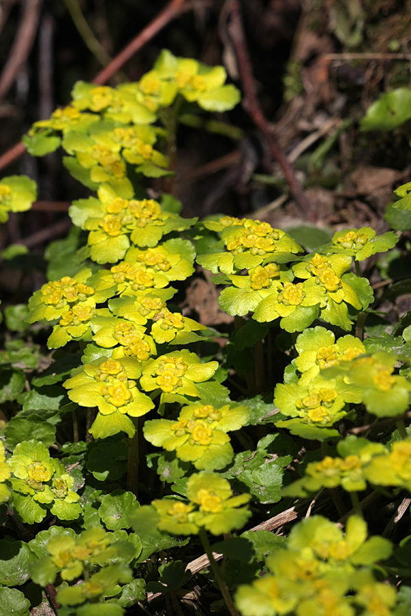 Изображение особи Chrysosplenium alternifolium.