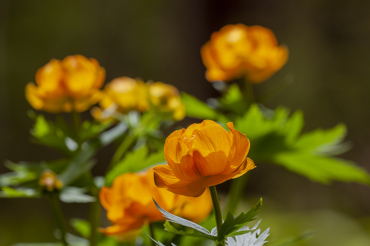 Изображение особи Trollius asiaticus.