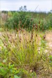 Juncus effusus. Плодоносящее растение. Беларусь, Витебская обл., дер. Сурмино, песчаный берег озера. 30.07.2019.