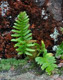 Polypodium vulgare. Спороносящее растение. Ленинградская обл., окр. г. Выборг, Беличьи скалы, поросшая мхами и лишайниками гранитная скала. 03.11.2019.