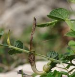 Aristolochia parvifolia