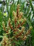 Rumex maritimus. Верхушка плодоносящего растения. Приморский край, г. Артём, р-н ост. 17-й км, берег водоема с лотосами. 06.08.2019.