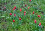 Tulipa suaveolens