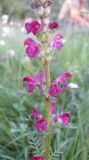 Pedicularis myriophylla. Соцветие. Бурятия, Закаменский р-н, окр. с. Далахай. 20-22.07.2009.