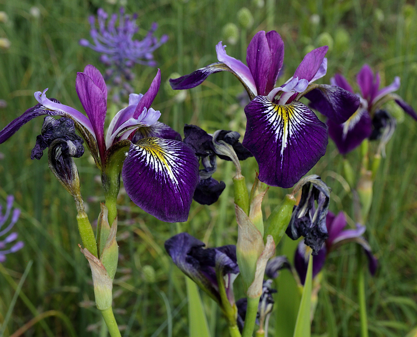 Изображение особи Iris versicolor.