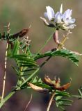 Astragalus clerceanus подвид graniticus