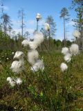 Eriophorum vaginatum