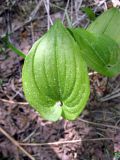 Maianthemum bifolium