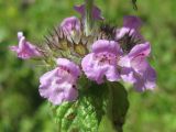 Clinopodium vulgare. Часть соцветия. Украина, Хмельницкая обл., Красиловский р-н, с. Терешки. 28.07.2010.