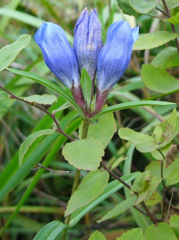 Изображение особи Gentiana triflora.