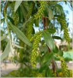 Salix alba. Часть ветви с соплодиями. Чувашия, г. Шумерля. 28 мая 2009 г.