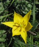 Tulipa biebersteiniana. Цветок. Украина, г. Запорожье, балка Партизанская. 19.04.2013.